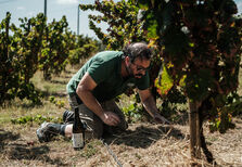 O homem faz o vinho: a história de Hamilton Reis e do Natus