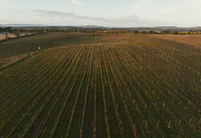 Um desígnio para Nisa: uma vinha, um enoturismo, uma adega  