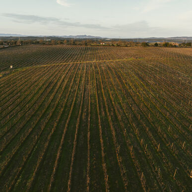 Um desígnio para Nisa: uma vinha, um enoturismo, uma adega  