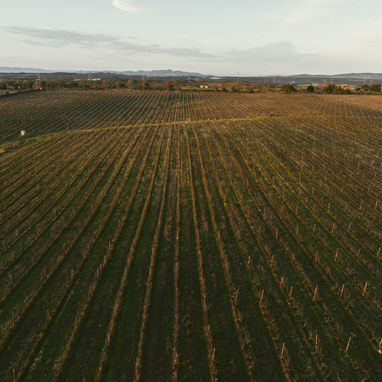 Um desígnio para Nisa: uma vinha, um enoturismo, uma adega  