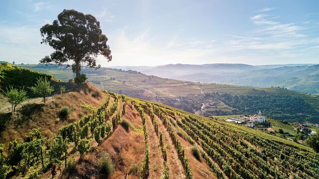 David Baverstock destaca a paisagem vinhateira portuguesa e a sua carreira de 40 anos