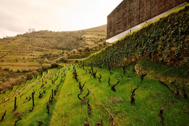 David Baverstock, enólogo na Winestone, celebra 40 anos de carreira nas vinhas do Douro.
