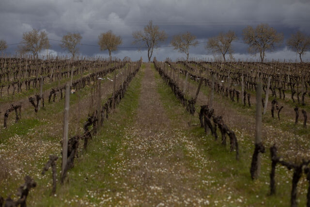 Luiz Landeiro cria Para Nisa 2024, vinho e homenagem à terra que escolheu para o negócio