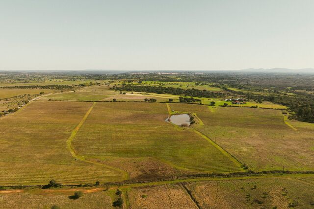 Luiz Landeiro cria vinho Para Nisa 2024, homenagem à terra e à família