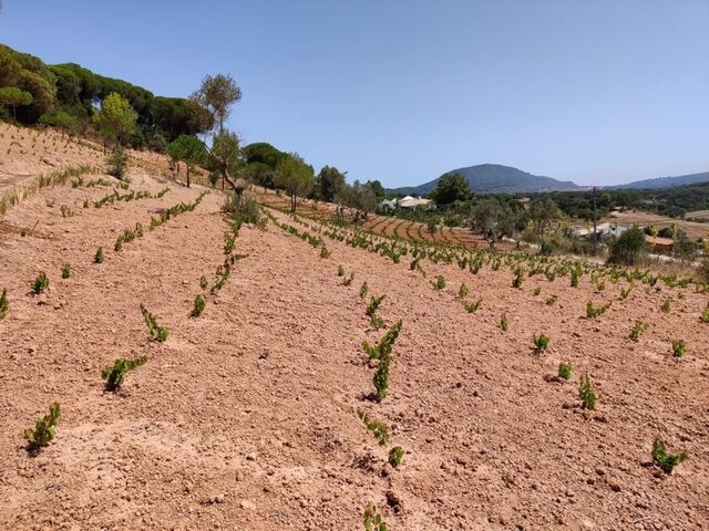 Quinta do Paraíso, Éden da Arrábida, produz vinhos de pureza e carácter vincado
