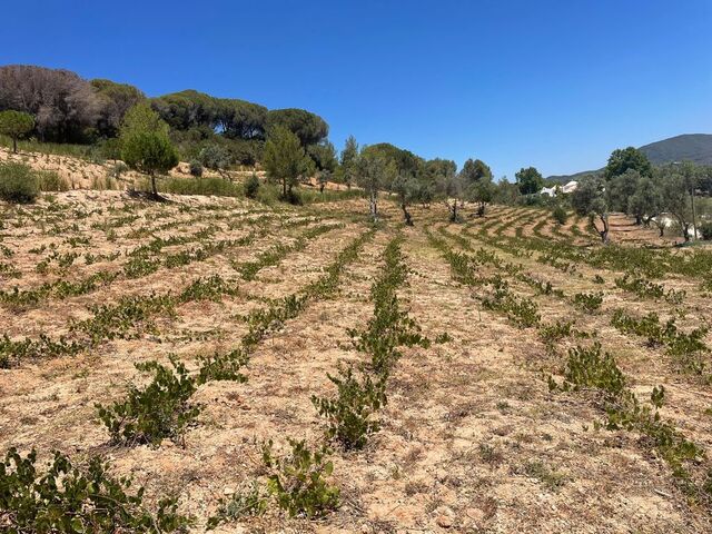 Quinta do Paraíso produz vinhos únicos na Arrábida, num cenário idílico.
